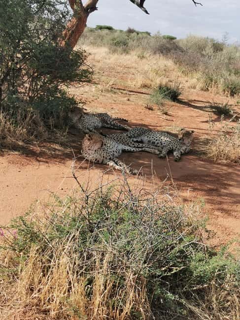 Windhoek : Cheetah walk Experience - An In-Depth Look at the Windhoek Cheetah Walk Experience