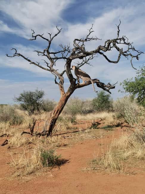 Windhoek : Cheetah walk Experience - Final Thoughts: Is It Worth It?