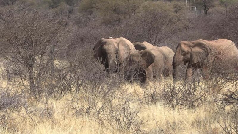 Windhoek: Elephant Tracking Tour with Hotel Pickup - Key Points