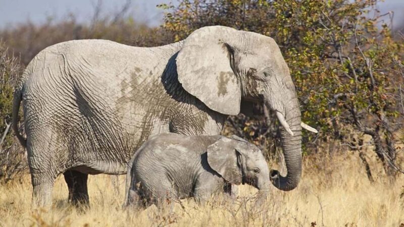 Windhoek: Elephant Tracking Tour with Hotel Pickup - Discovering the Elephant Tracking Tour in Namibia