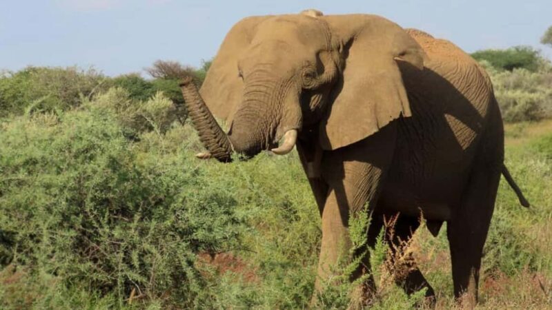 Windhoek: Elephant Tracking Tour with Hotel Pickup - Who Should Consider This Tour