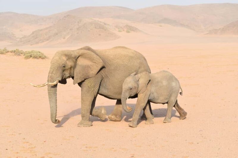 Windhoek: Etosha National Park and Swakopmund Tour - A Deep Dive into the Experience