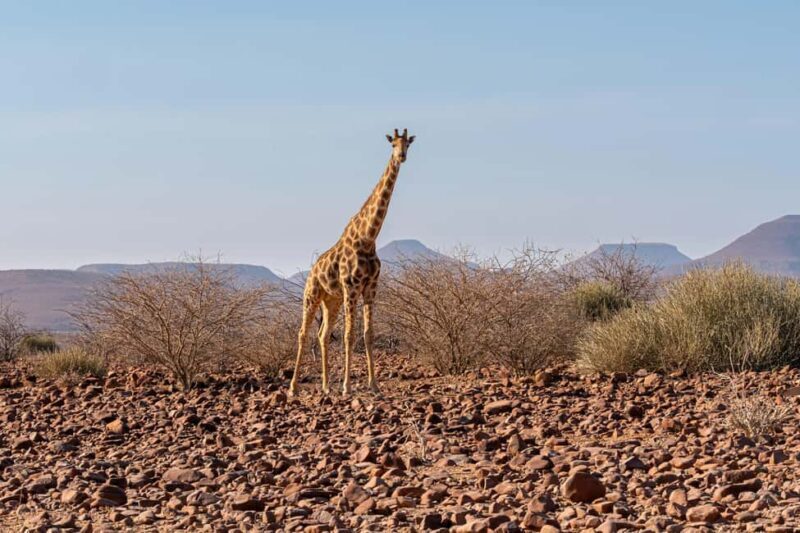 Windhoek: Etosha National Park and Swakopmund Tour - Who Will Love This Tour?