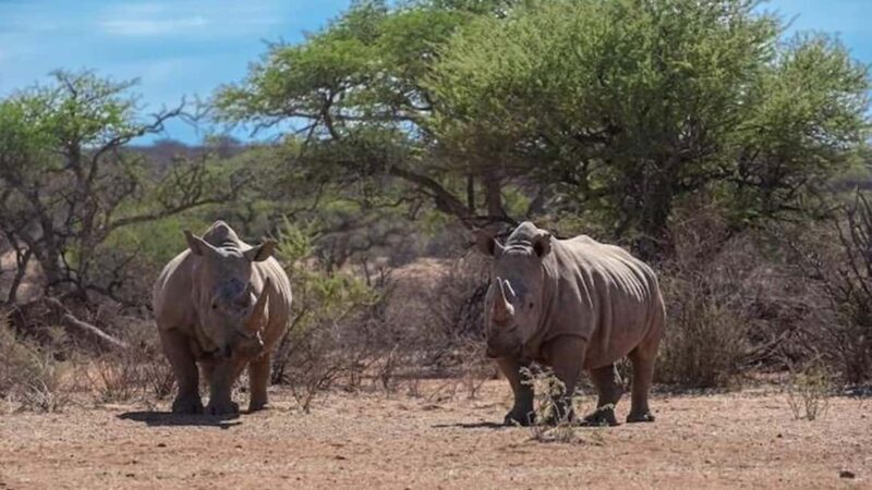 Windhoek: Rhino Tracking Tour with Hotel Pickup - Key Points