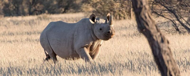 Windhoek: Rhino Tracking Tour with Hotel Pickup - An In-Depth Look at the Rhinos and the Sanctuary