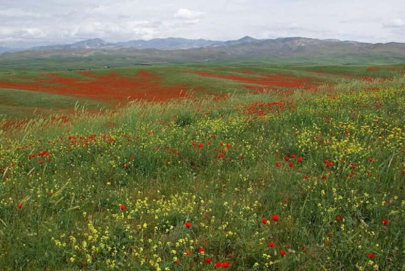Windows Desktop Theme - Poppy Fields from Tashkent - Key Points