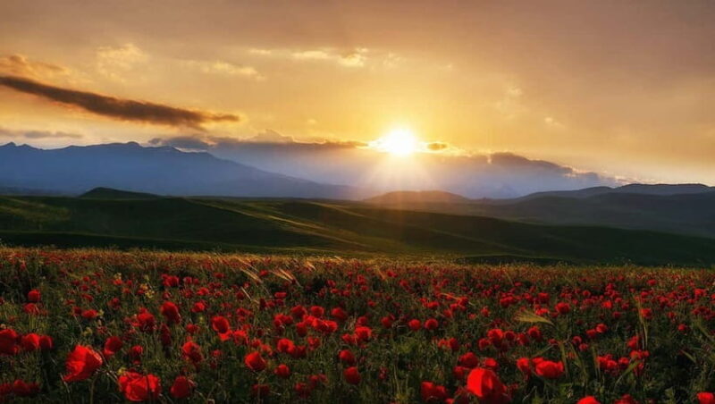 Windows Desktop Theme - Poppy Fields from Tashkent - An In-Depth Look at the Experience