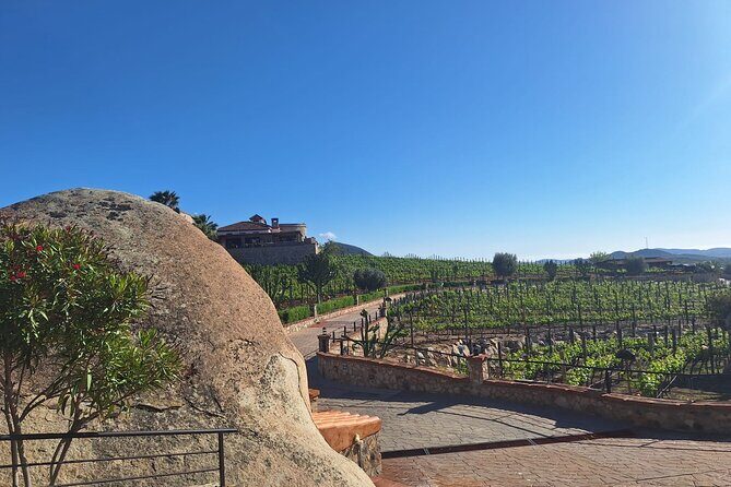 Wine and gastronomic tour in Guadalupe Valley for groups 6 - Final Thoughts: Who Will Love This Tour?