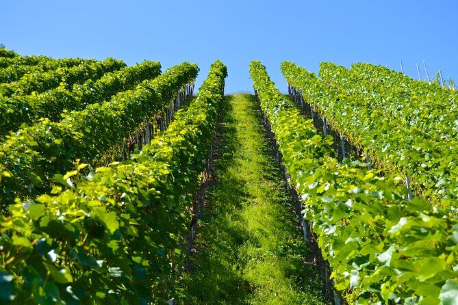 Wine History Tours in Willamette Valley Oregon - Exploring the Details: What to Expect on the Tour