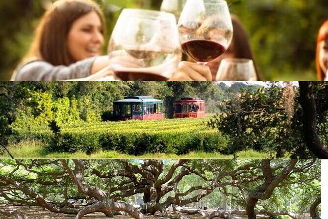 Wine Sippin'-Tea Drinkin'-Tree Huggin' Lowcountry Sightseeing - Introduction