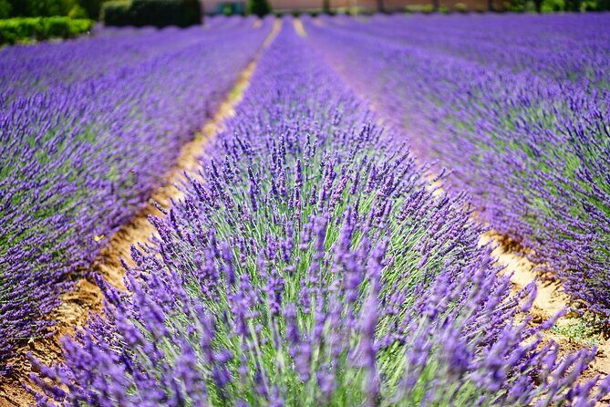 Wine Tasting and lavender Farm Tours - A Closer Look at the Itinerary