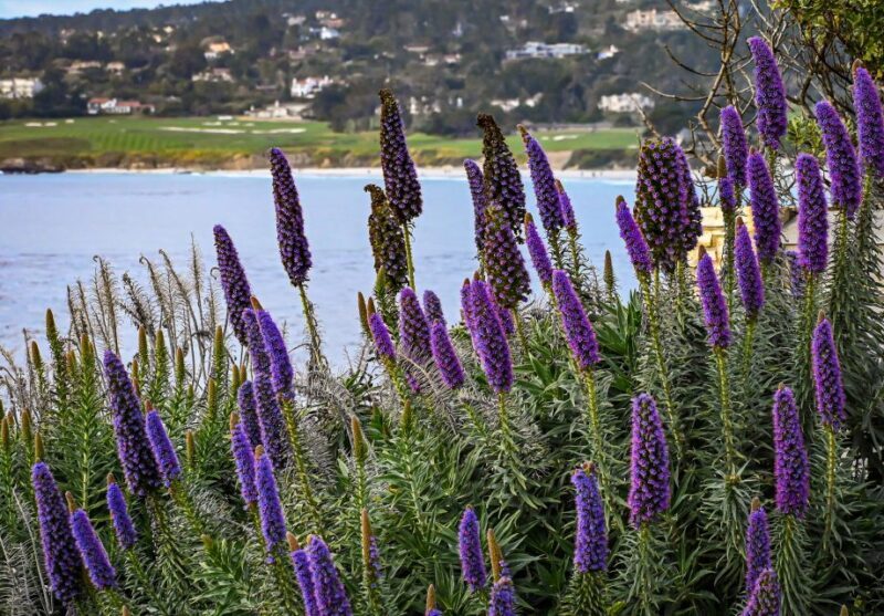 Wine Tasting and Walking Tour of Carmel-by-the-Sea - An In-Depth Look at the Tour Experience