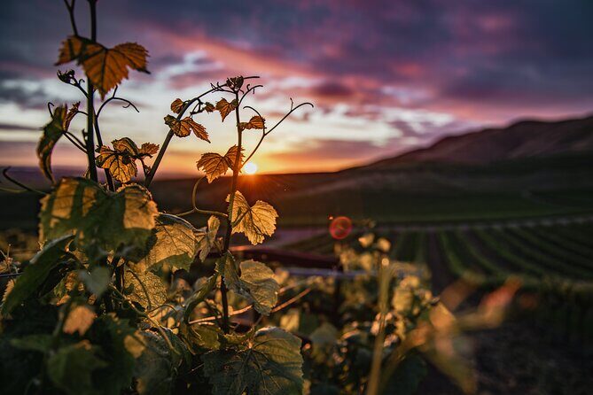 Wine Tasting Audio Tour - Amador County CA - What to Expect from the Wine Tasting Audio Tour