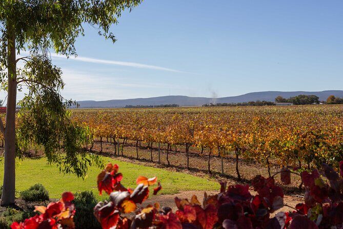 Wine Tasting Experience - The Scenic Views and Atmosphere