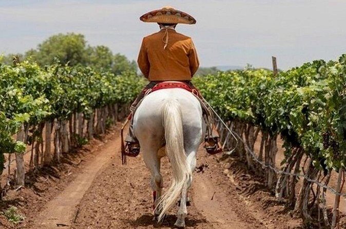 Wine Tour and Horseback Ride through the Mountains of Guanajuato - The Sum Up