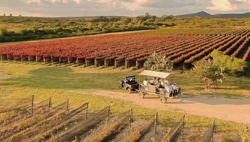 Wine tour and tasting at Vinícola Tierra de Luz - Summary