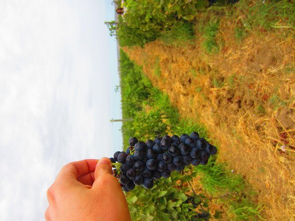 Wine Tour Baku - An In-Depth Look at the Wine Tour Experience