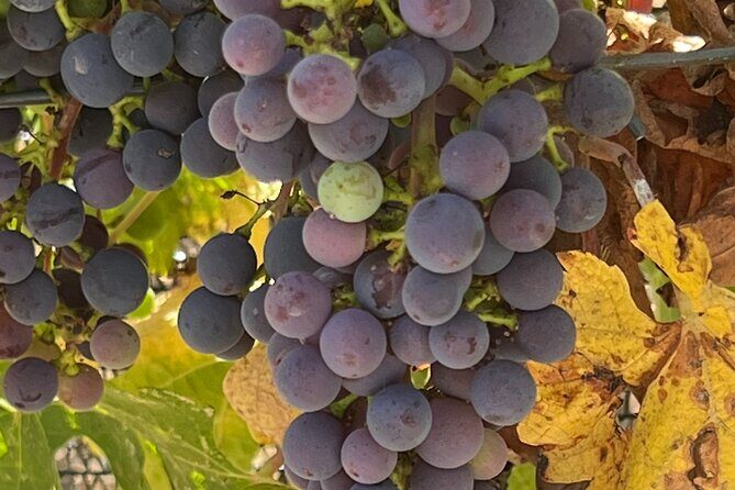 Wine Tour Pros - Wine Tour in Napa Valley: SUV For Up To 6 Guests - Detailed Look at the Itinerary