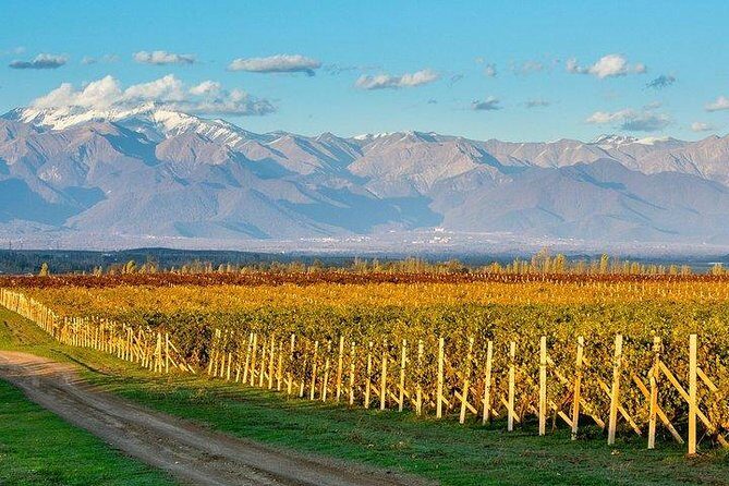 Wine Tour Qabala with Local Lunch - In-Depth Look at the Experience