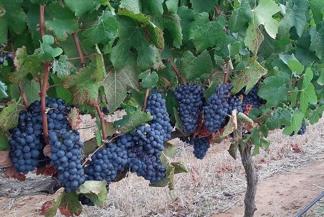 Wine Tour to Stellenbosch & Franschhoek with Tastings & Lunch - The Sum Up