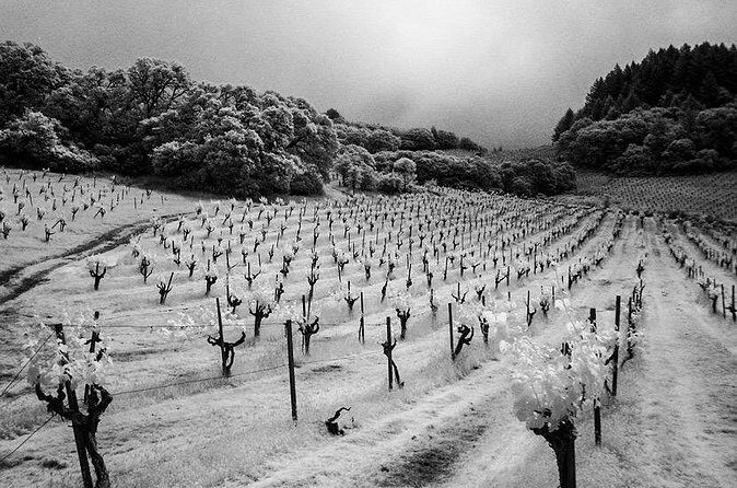 Wine tour up to 6 passengers - Who’s This Tour Perfect For?