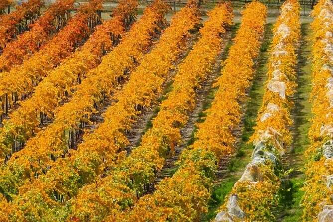 Wine Tour with Wine Tasting from Wanaka - Key Points