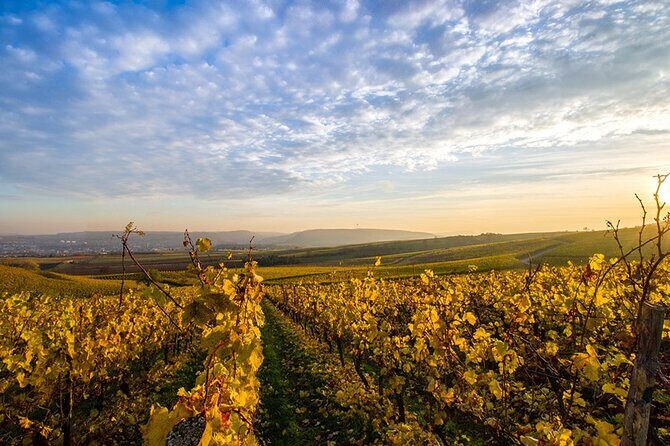 Wine Tours Sydney - Southern Highlands Day Escape, Full Day Wine Tasting Tour - Key Points