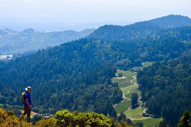 Wine & Wellness Tour in Napa Valley - An In-Depth Look at the Experience