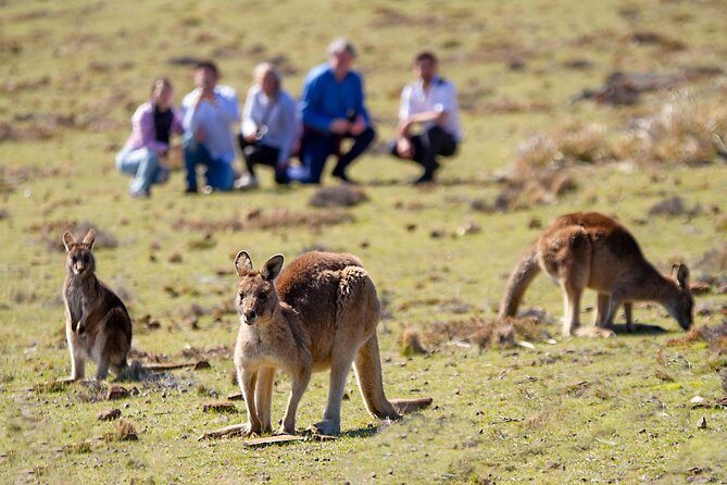 Wineglass Bay And Maria Island Wildlife Scenic Flight From Hobart - The itinerary: what to expect