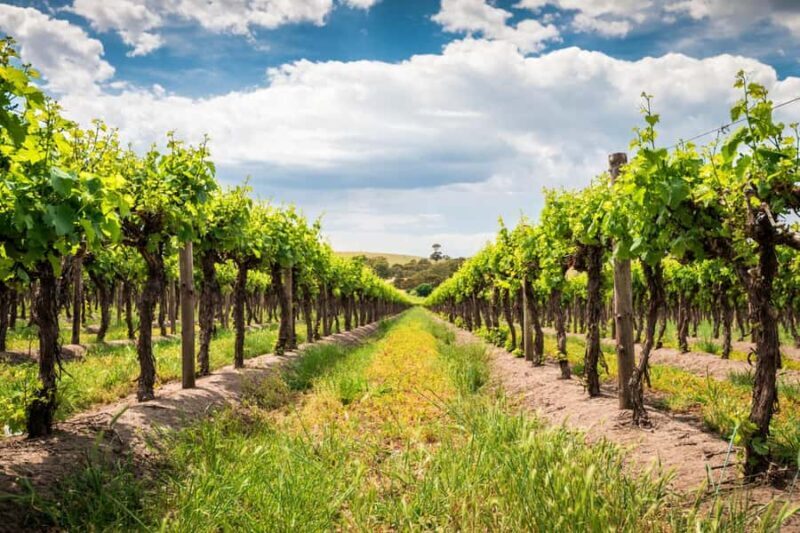 Wines and Whispers: A Barossa Valley Wine Tour from Adelaide - An Introduction to Wines and Whispers