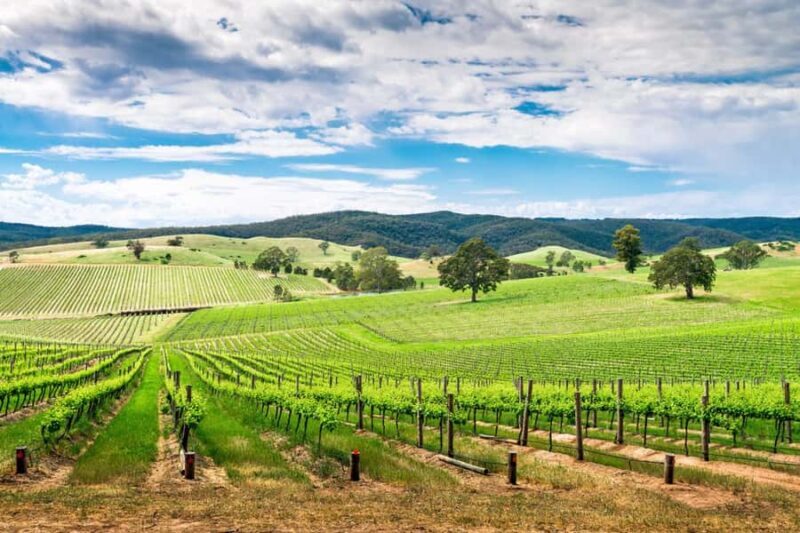 Wines and Whispers: A Barossa Valley Wine Tour from Adelaide - In-Depth Look at the Highlights