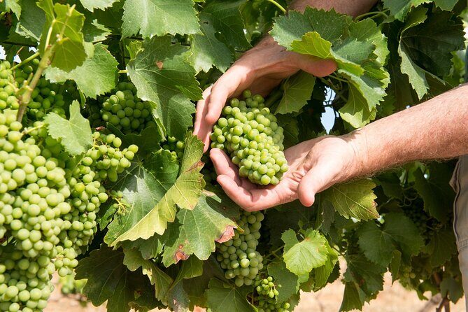 Wines and Whispers:Barossa Valley Private Wine Tour from Adelaide - An Overview of the Experience