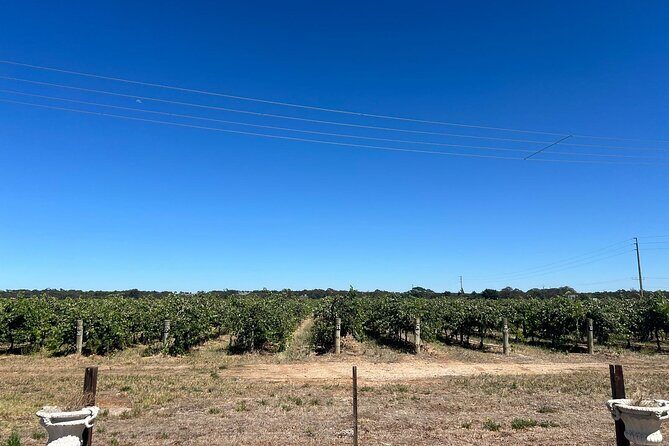 Wines and Whispers:Barossa Valley Private Wine Tour from Adelaide - Why This Tour Works