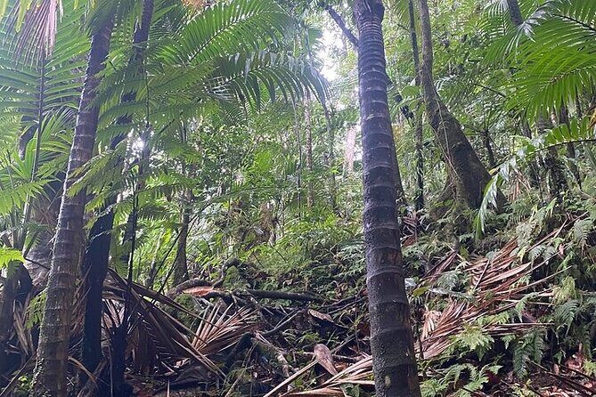 Wingfield Rainforest Adventure Hike and Caribelle Batik stop - Practical Details & What to Expect