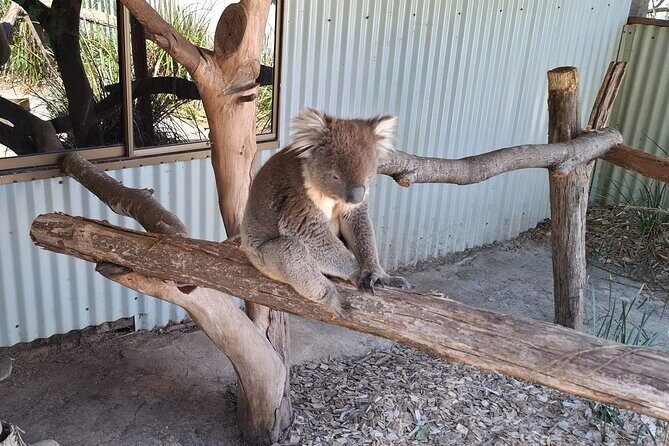 Wings Wildlife Park Shuttle, Burnie Shore Excursion - The Experience: A Deep Dive into the Itinerary