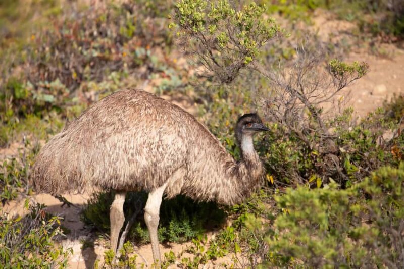 Wings & Wilds of Canberra Tidbinbilla Half-Day Private Tour - An Overview of the Experience