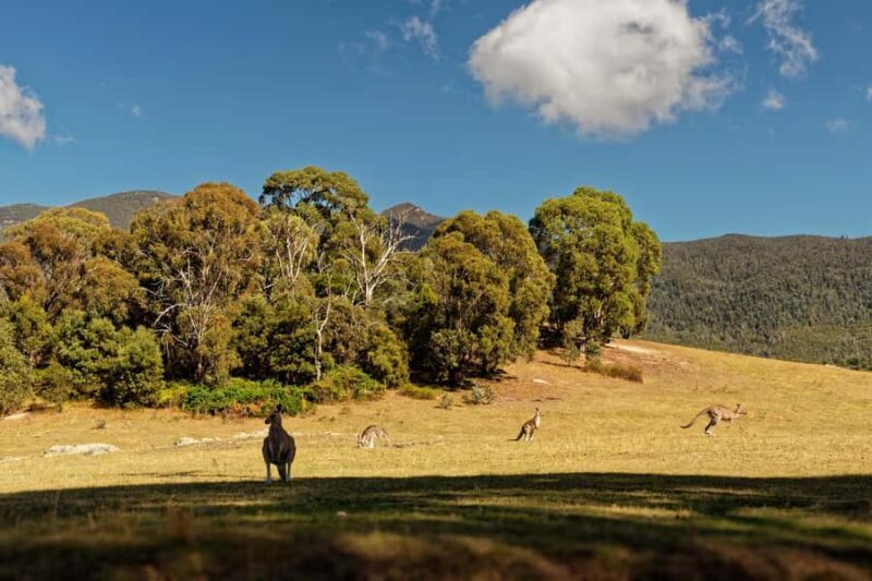 Wings & Wilds of Canberra Tidbinbilla Half-Day Private Tour - What Past Travelers Say