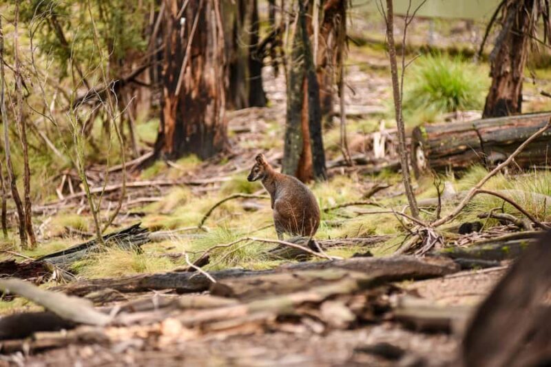Wings & Wilds of Canberra Tidbinbilla Half-Day Private Tour - The Practical Details
