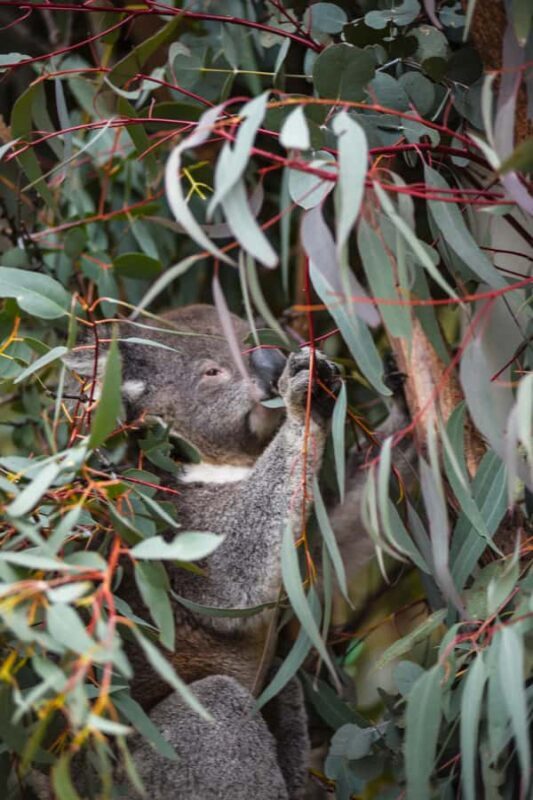 Wings & Wilds of Canberra Tidbinbilla Half-Day Private Tour - The Sum Up