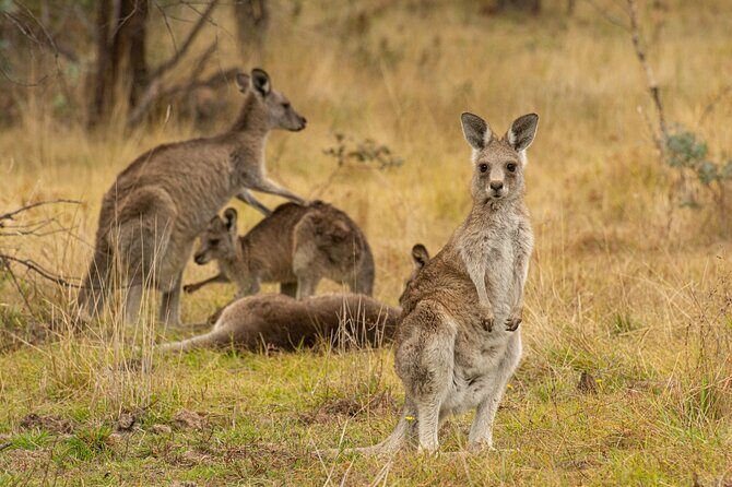 Wings & Wilds of Canberra: Tidbinbilla Half-Day Private Tour - Analyzing the Price and Value