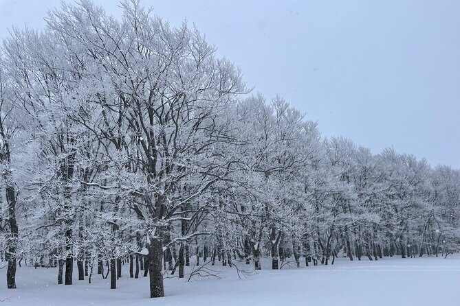 Winter Bites : Taste a Local Flavor in Snow Trek - Exploring Aomori’s Snowy Wilderness