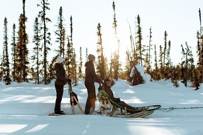 Winter Dog Sled Tour: Day or Night. - A Deep Dive into the Experience