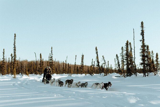 Winter Dog Sled Tour: Day or Night. - Who Will Love This Tour?