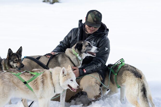 Winter Dog Sled Tour: Day or Night. - The Sum Up