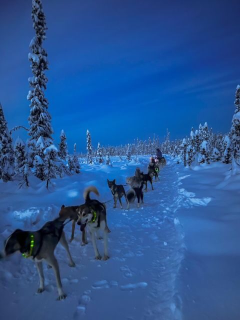 Winter Dog Sled Tour Day or Night Mush! - An In-Depth Look at the Experience