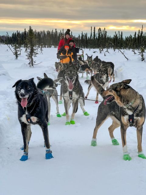 Winter Dog Sled Tour Day or Night Mush! - The Sum Up: Is It Worth It?