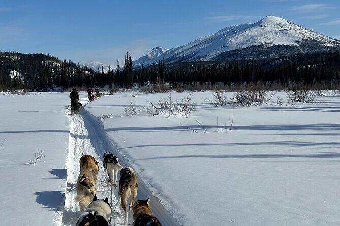 Winter Dog Sledding in Fairbanks - Key Points
