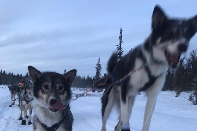 Winter Dog Sledding in Fairbanks - An In-Depth Look at the Dog Sledding Experience