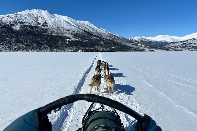 Winter Dog Sledding in Fairbanks - Who Will Love This Tour?