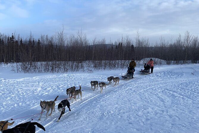 Winter Dog Sledding in Fairbanks - Frequently Asked Questions